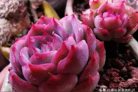 只有想不到，没有不可能——刚过雨水节多肉居然也会被晒伤图片