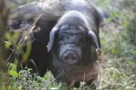 8个品种本土猪灭绝，“外来猪”占领中国餐桌，本土猪会消失吗？图片