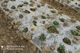山区农村覆盖地膜早播花生，什么时候扣膜、留多大口等管理很重要图片