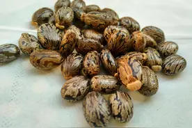 蓖麻你认识吗？它是暗杀界的“完美毒药”，却在农村随处可见图片