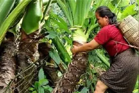 印度恒河水有什么神奇之处？变异芋头比人还高，小伙吃得津津有味图片