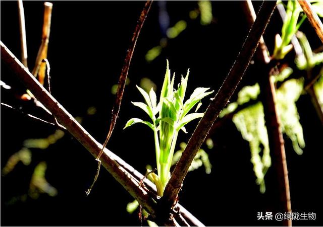 作物生长调节剂，氨基酸竟然这么重要！（二）