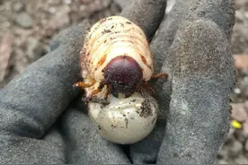 农业博士大棚不种蔬菜，养殖害虫一斤卖到25，看看他是怎么做？图片