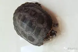 乌龟在家里下蛋，主人拿来当鸡蛋煎着吃，出锅那一刻懵了图片