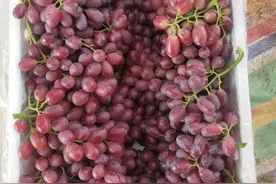 不上避雨棚，就别发展葡萄园了，不是不好管，而是不好卖图片