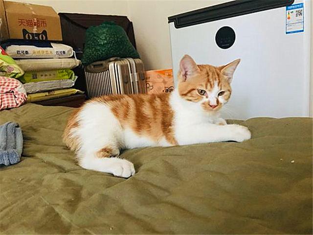 黄狸其实也是橘猫，相比宠物大橘而言，它更适合我们中国人