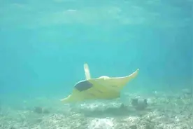 1025米深海潜航！中国无人潜航器现身西沙岛礁，先进仿生可抓潜艇图片