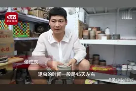 山东小伙靠捉蟋蟀10年买2套房：最贵一只卖了1.2万元图片