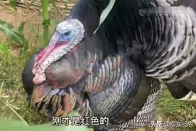 农村玉米地里飞来两只古怪大鸟，村民都不认识，究竟是什么鸟？图片