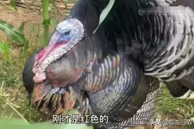农村玉米地里飞来两只古怪大鸟，村民都不认识，究竟是什么鸟？图片