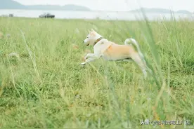 世界上最快乐的流浪狗，它战胜癌症后，用微笑治愈全世界图片