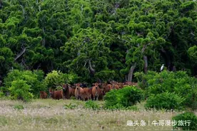 海南一海岛发现野牛群，来历至今都是迷，专家：牛粪中有答案？图片