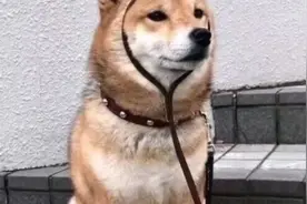 狗子表情包（1） | 你才是真的狗？图片