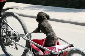 河南男子带爱狗骑自行车旅行近万里，自称非常浪漫，看看啥样子图片