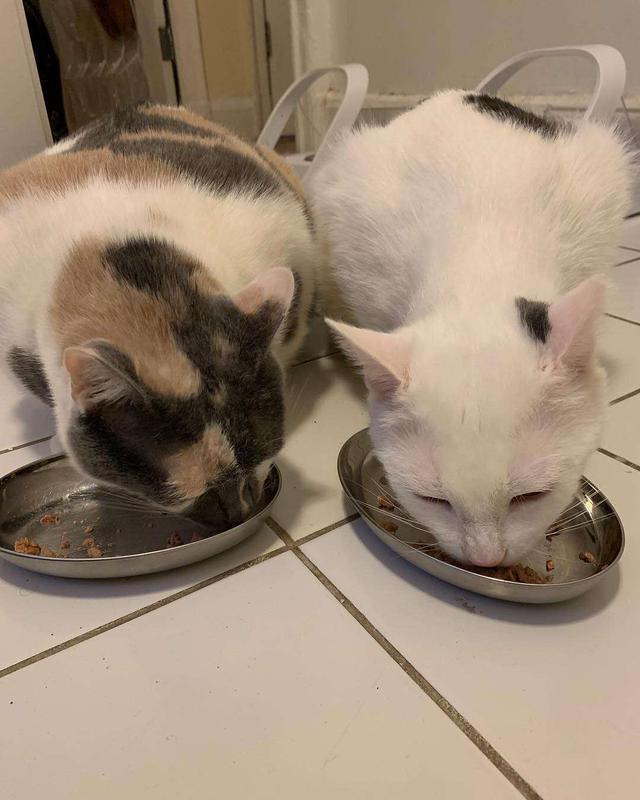 猫必须的11种氨基酸都是干啥的？牛磺酸其实是猫合成胆盐用的