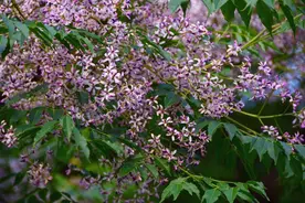 普通苦楝树，还有那么多作用，你了解吗？图片