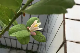 正宗的广东四季香水柠檬，看我这些柠檬可以换个榴莲了！哈哈图片