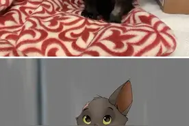 收容所里的残疾动物，被画成了迪士尼卡通里的明星图片