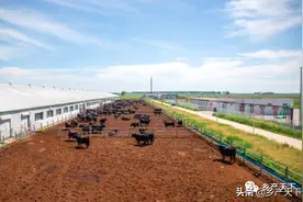 打造靓丽名片！黑龙江“五位一体”建设雪花肉牛产业集群图片