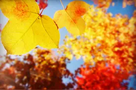 秋去冬又来，十首送秋的诗词，用诗词告别秋天，迎接冬天的到来图片