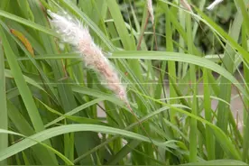 中药古今研究：白茅根图片