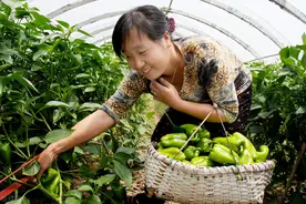 牛粪和羊粪哪种肥性好？老农用五句老话，列举牛羊粪5大区别图片