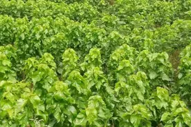 种植桑树，夏季管理很重要，掌握6点关键技术，助桑农增产又增收图片