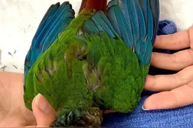 小鹦鹉被剪羽后频繁受伤，兽医妙手仁心为它再造一副绚丽的翅膀图片