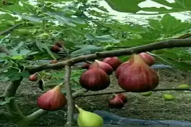 扦插无花果，2种“技巧”，15天生根成活，果实累累，甜又糯图片