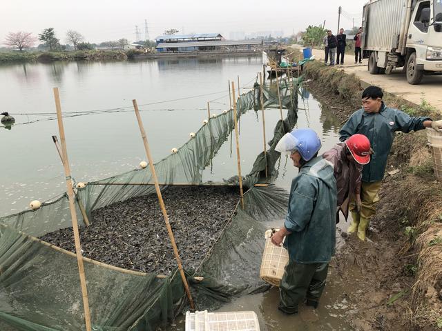 漯河:藕田养泥鳅 农户年入十多万元(养泥鳅一亩一般赚多少钱) - 冷