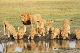 雄狮长大后能不能认出生母？如果不能，如何避免近亲繁殖？图片