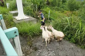 高速公路惊现大白羊，路政员变身赶羊娃图片