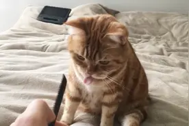 阈值较低的猫咪听到梳子声会呕吐，那么阈值高的会怎样呢视频封面