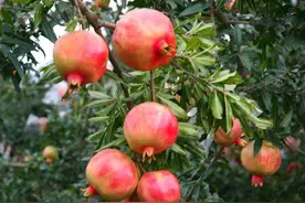 农家院里种植石榴树，掌握这三个步骤，石榴果很容易挂满树图片