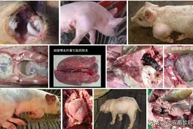 副猪嗜血杆菌病的综合治疗分案分享图片