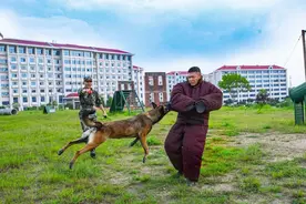 战斗力满满！酷图带你看军犬专业训练图片