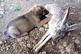 买了只土狗回家，把它放在兔窝后，回来看到这画面，后悔不及图片