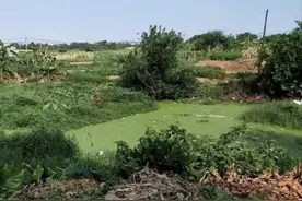 为什么农村里的鱼塘宁愿荒废、也不愿意去养鱼呢？主要原因有几点图片