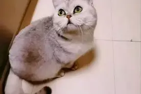武汉猫坚强！全家确诊新冠，猫独自生活40余天，还生了小猫！图片