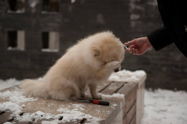 辟谣，狗狗夜间看不见只能靠听声音？并非如此，狗眼夜间还能发光
