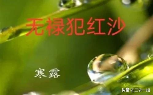 红沙日是什么意思（今天寒露）