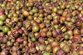 茶油价格高涨，一亩茶油树种植三年后利润多少？看完醒悟图片