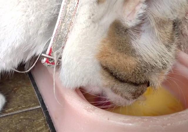 鐖辩尗琛ュ厖鐗涚：閰搁€斿緞澶氭牱锛屼絾閾插睅瀹橀渶鐭ワ細楦¤泲鍠傞鍐嶅涔熸棤鏁? onerror=