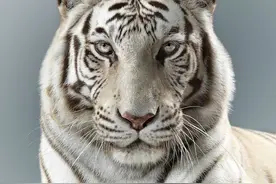 王霸之气扑面而来——凶猛的大猫！还是我们国家的大猫最帅图片