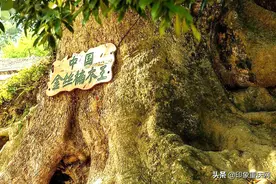 酉阳小银村与金丝楠木的神奇故事图片