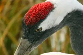 我国古代九大毒药，传闻一滴便能要人命图片