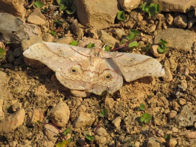 秋风吻尽银杏叶，艳遇醉美帽子峰