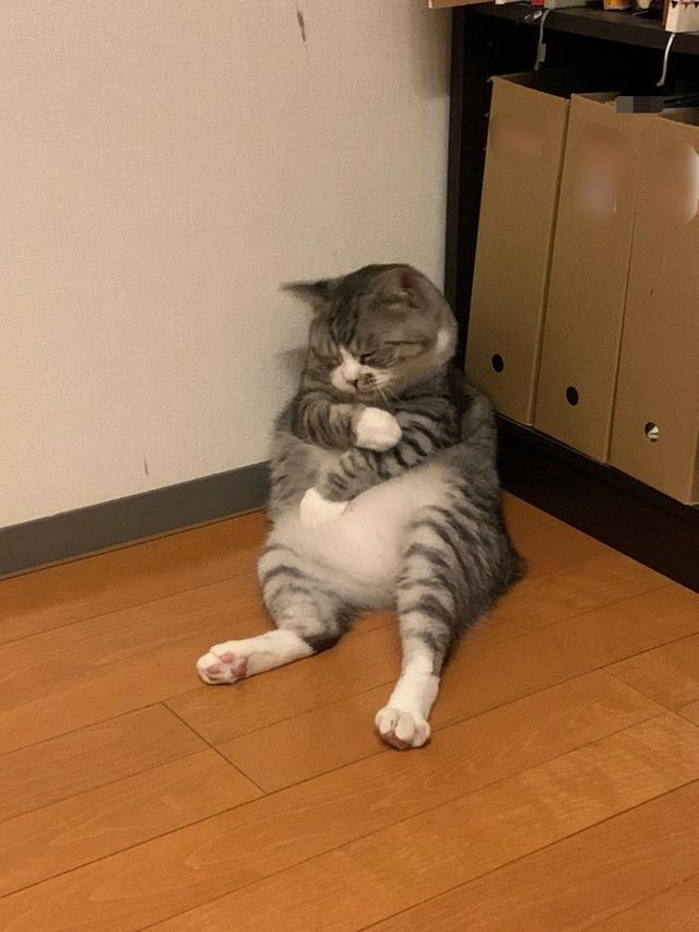 什么叫猫片（外国网友分享了一波趣味十足的猫片）
