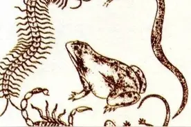 毒蛇和蟾蜍谁厉害？发生在万历年间的一次决斗告诉你答案图片