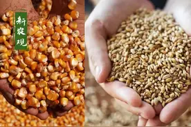 玉米、小麦开启新一轮博弈！谁的支撑力更强？很多人都猜错了图片